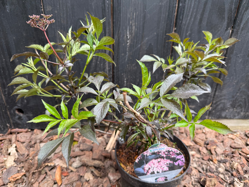 Schwarzer Holunder - Sambucus nigra 'Black Beauty'