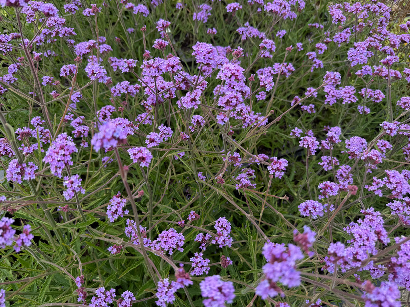 Bio-Eisenkraut (Niedrige Sorte 60 cm) - Verbena bonariensis 'Lollipop'