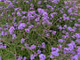Bio-Eisenkraut (Niedrige Sorte 60 cm) - Verbena bonariensis 'Lollipop'