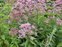Königskraut (Höhe 2 Meter) - Eupatorium maculatum 'Atropurpureum'