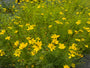 Mädchenaugen - Coreopsis verticillata