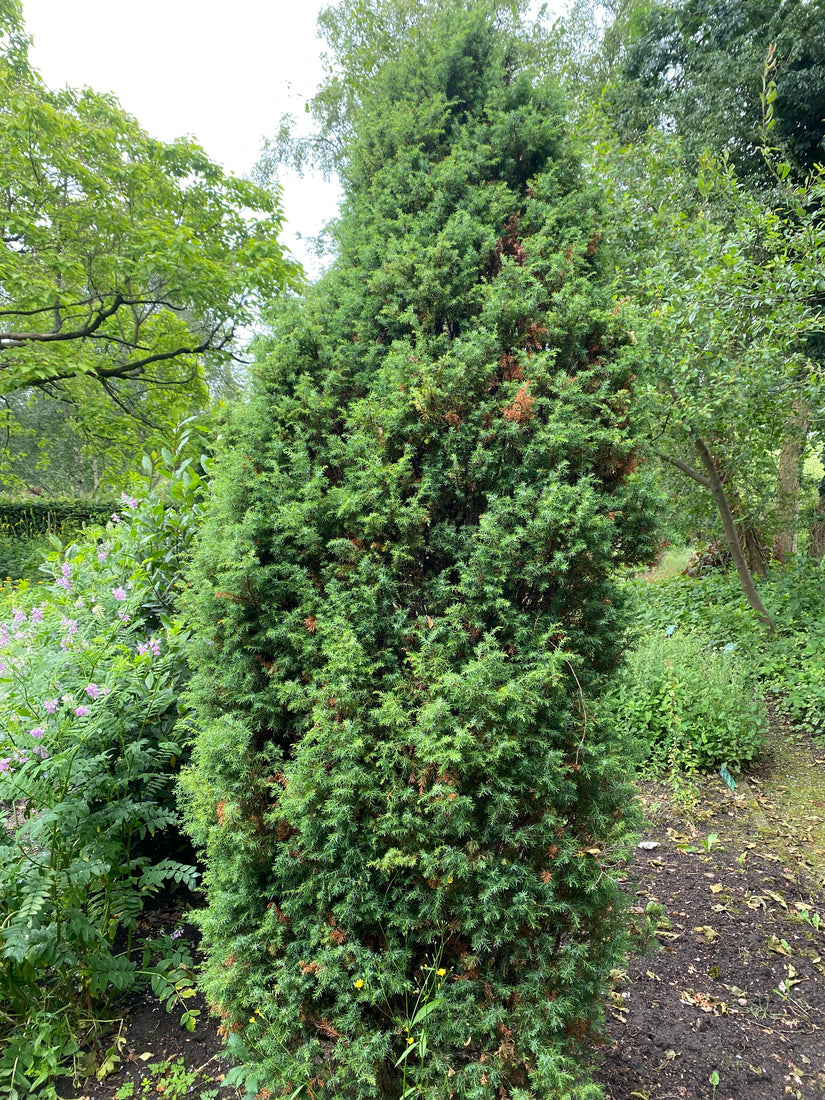 Wacholder - Juniperus communis 'Arnold'