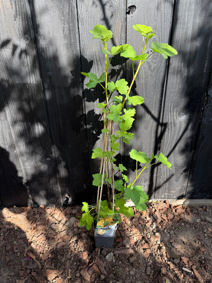 Weiße Johannisbeere / Rote Johannisbeere - Ribes rubrum 'Witte Hollander'