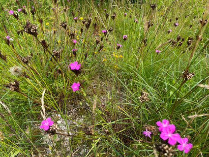 Kartäusernelke - Dianthus carthusianorum