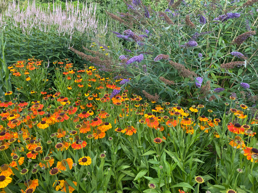 Combinatie zonnekruid helenium met vlinderstruik en lange ereprijs veronicastrum