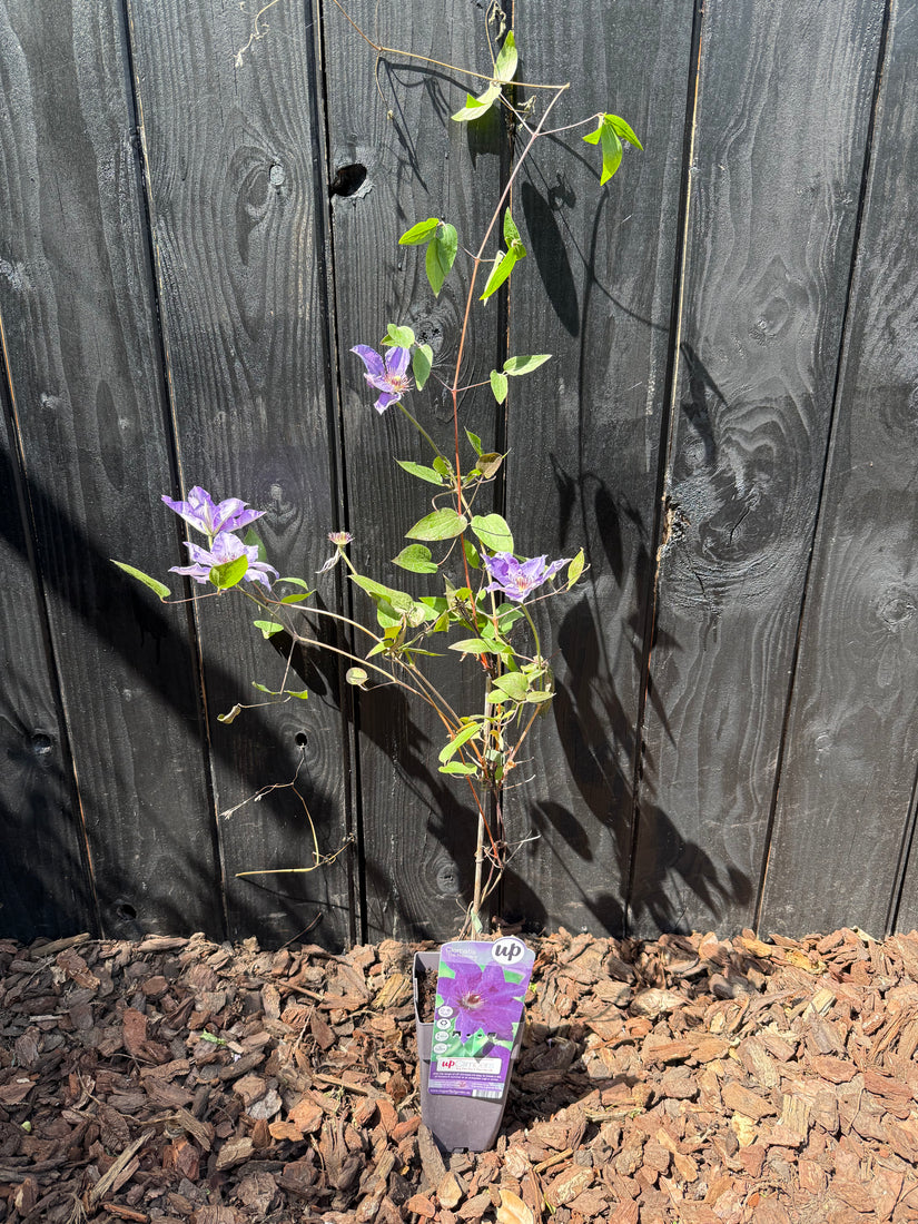 Großblumige Waldrebe – Clematis „The President“