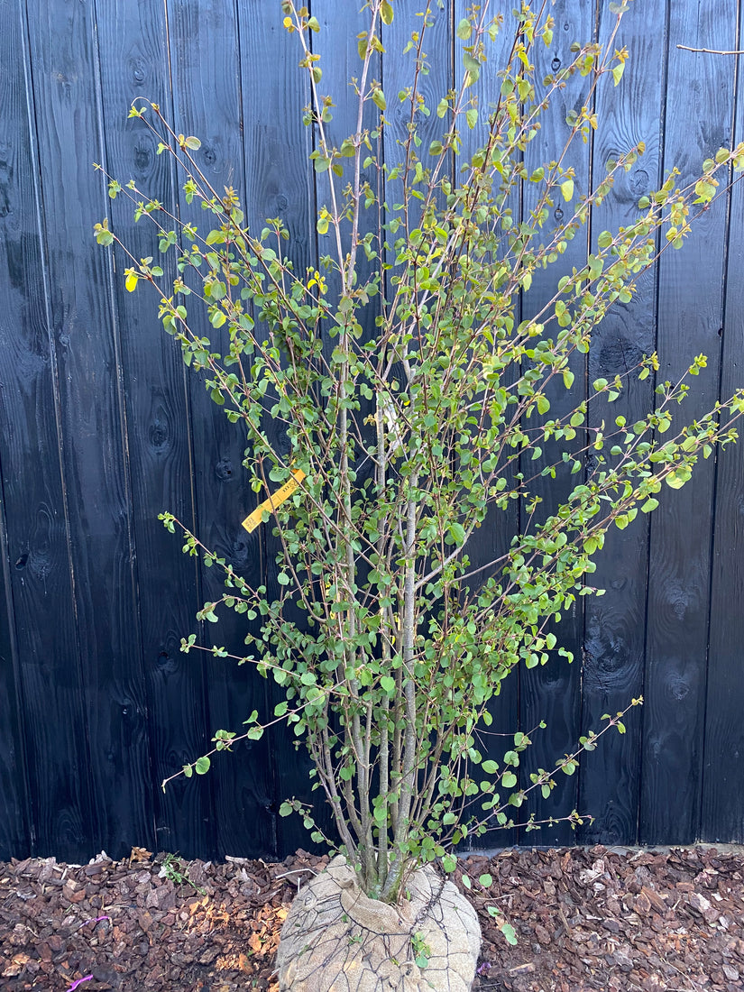 Mehrstämmige Katsura - Cercidiphyllum Japonicum (Katsura)