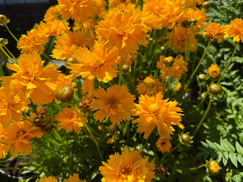 Mädchenaugen - Coreopsis grandiflora 'Badengold'