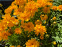 Mädchenaugen - Coreopsis grandiflora 'Badengold'