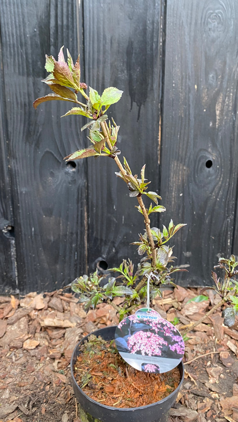 Schwarzer Holunder - Sambucus nigra 'Black Beauty'