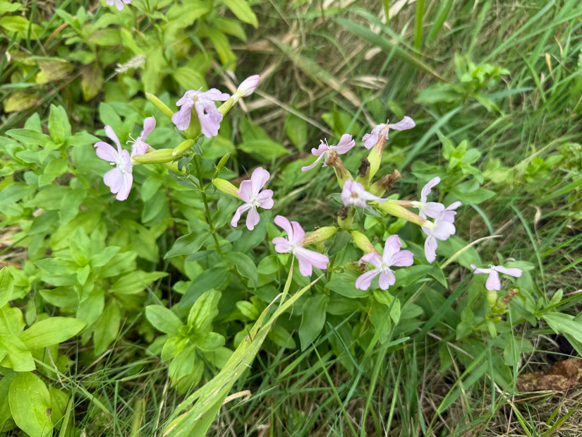 Seifenkraut - Saponaria officinalis