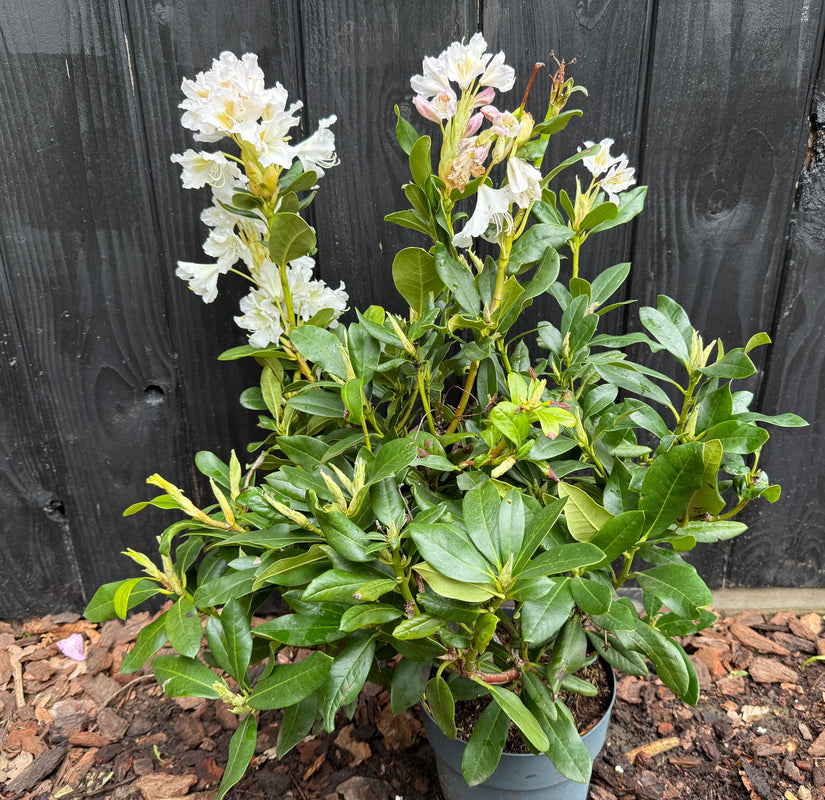 Rhododendron (Weiß) - Rhododendron 'Cunningham's White'
