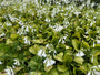 Herzlilie - Hosta 'Sum and Substance'