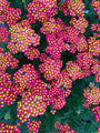 Schafgarbe - Achillea millefolium 'Milly Rock Red'