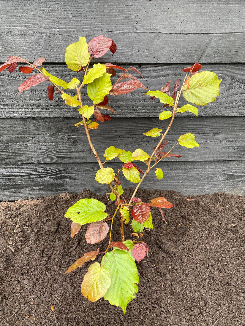 Bio-Haselnuss - Corylus 'Red Zellernut'