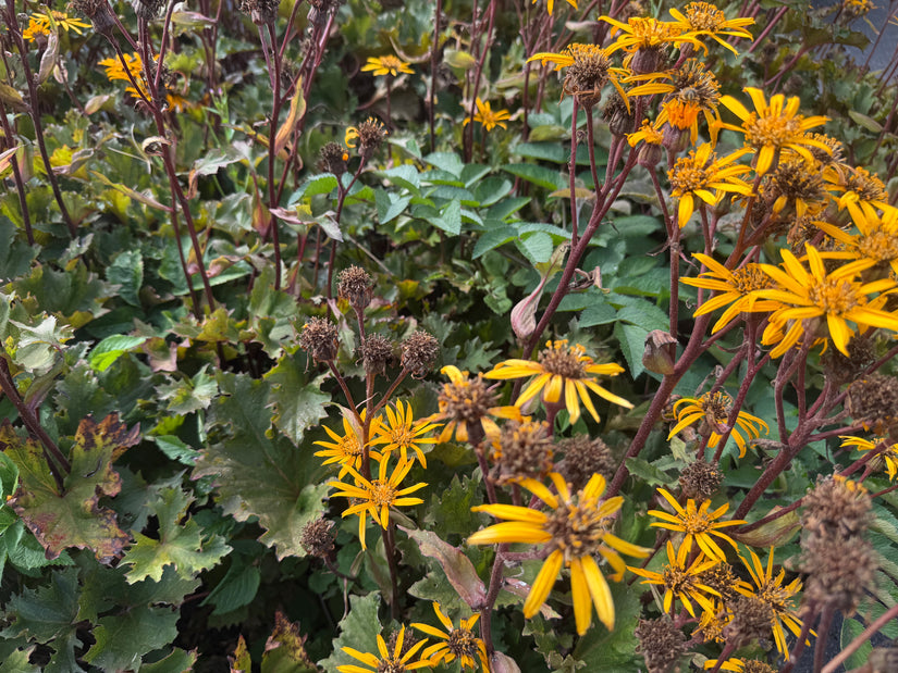 Greiskraut - Ligularia dentata 'Desdemona'