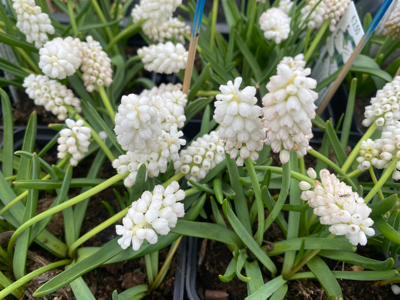 Blaue Traubenhyazinthe (Weiß) - Muscari aucheri 'White Magic'
