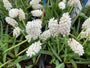 Blaue Traubenhyazinthe (Weiß) - Muscari aucheri 'White Magic'