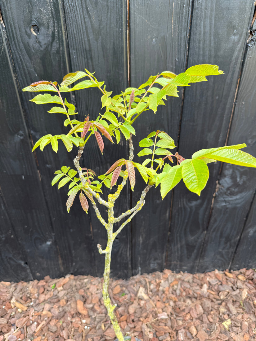 Walnussbaum - Juglans regia