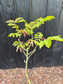 Walnussbaum - Juglans regia