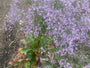 Meerlavendel - 'Limonium Latifolium'