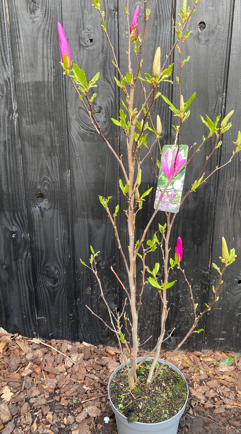 Mehrstämmiger Biberbaum (rosa) - Magnolia 'Susan' Strauchform