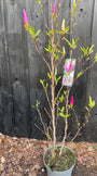 Mehrstämmiger Biberbaum (rosa) - Magnolia 'Susan' Strauchform