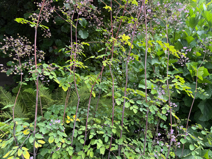 Chinesischer Diamant - Thalictrum delavayi