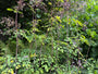 Chinesischer Diamant - Thalictrum delavayi