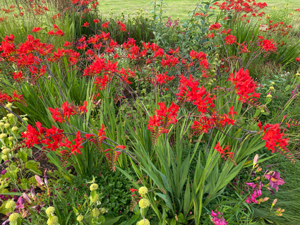 Bio-Montbretie - Crocosmia 'Lucifer'