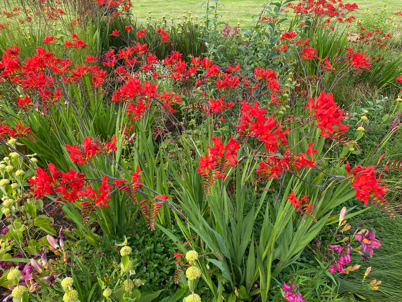 Bio-Montbretia - Crocosmia 'Lucifer' TIPP