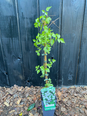 50-60 cm, C2