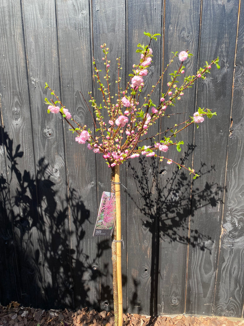 Mandelbaum am Stamm - Prunus Triloba