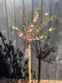 Mandelbaum am Stamm - Prunus Triloba