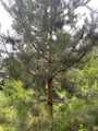 Schwarzkiefer - Pinus nigra 'Nigra'