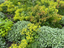 Bio-Halsohr - Stachys byzantina 'Silver Carpet'
