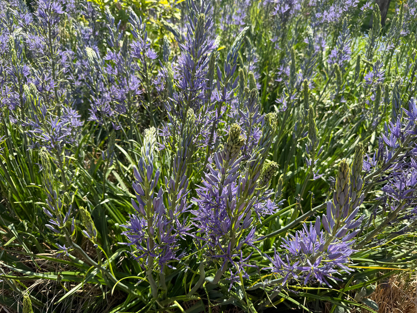 Prärielilie (Blau) - Camassia leichtlinii