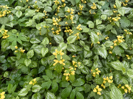 Bunte gelbe Taubnessel - Lamiastrum galeobdolon 'Florentinum'