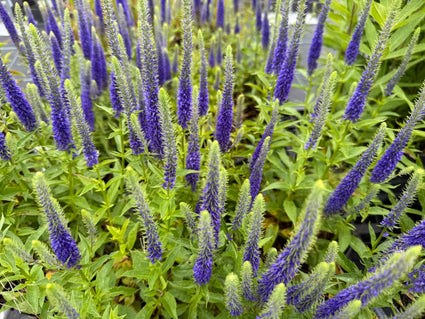 Ehrenpreis - Veronica spicata 'Ulster Dwarf Blue'