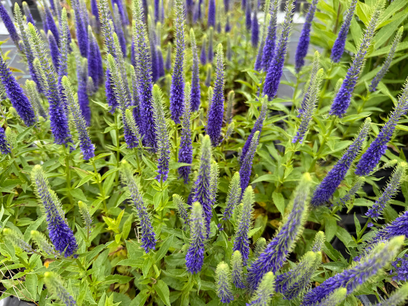 Ehrenpreis - Veronica spicata 'Ulster Dwarf Blue'