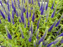 Ehrenpreis - Veronica spicata 'Ulster Dwarf Blue'