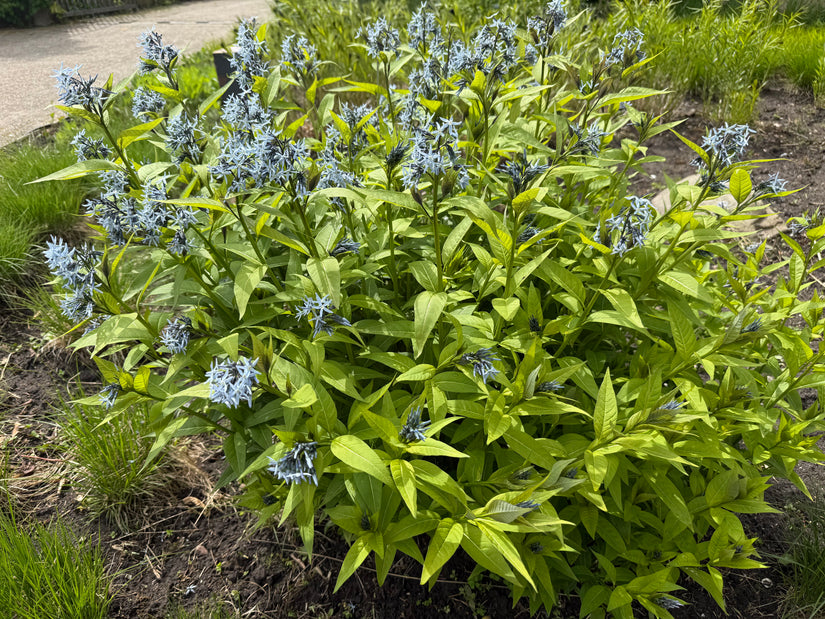 Bio Blue Star - Amsonia 'Blue Ice'