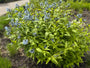 Bio Blue Star - Amsonia 'Blue Ice'