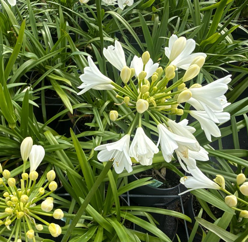 Bio Afrikanische Schmucklilie (weiß) - Agapanthus africanus 'Albus'