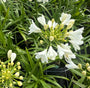 Bio Afrikanische Schmucklilie (weiß) - Agapanthus africanus 'Albus'