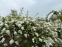 Pearl Bush (Weiß) - Exochorda x macrantha 'The Bride'
