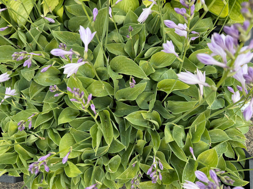Bunte Herzlilie - Hosta 'Undulata Albomarginata'