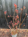 Roter Perückenbaum - Cotinus coggygria 'Royal Purple'