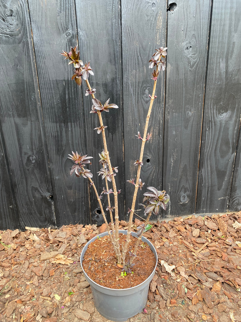 Schwarzer Holunder - Sambucus nigra 'Black Tower'