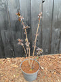 Schwarzer Holunder - Sambucus nigra 'Black Tower'